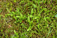 Grote wolfsklauw; StagÕs-Horn clubmoss; Lycopodium clavatum;