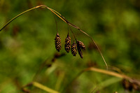 Carex atrata