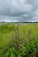 Stinkende ballote; Black Horehound; Ballota nigra subsp. meridionalis