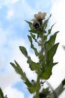 Bilzekruid; Black henbane; Hyoscyamus niger;