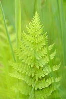 Moerasvaren - Marsh fern - Thelypteris palustris