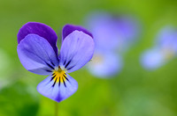 Driekleurig viooltje; Heartease; Viola tricoor