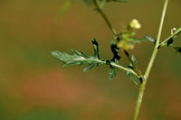 Schijnraket; Hairy Rocket; Erucastrum gallicum