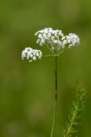 Kranskarwij;  Whorled Caraway; Carum verticillatum