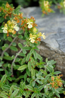 Berggamander; Mountain Germander; Teucrium montanum;