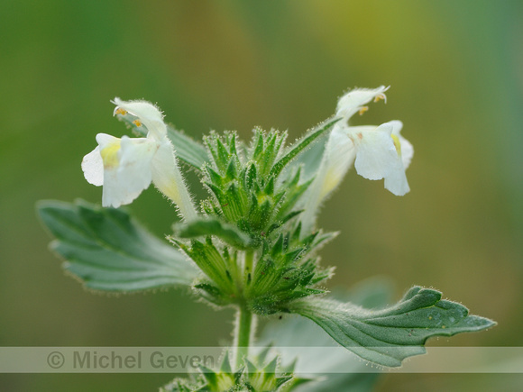 Bleekgele Hennepnetel; Downy Hemp Nettle; Galeopsis segetum