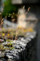 Baden's bluegrass; Poa badensis