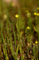 Yellow Centaury; Centaurium maritimum