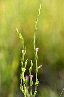 Schenkia spicata