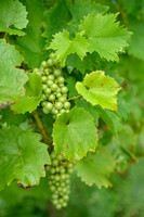 Wijnstok - European Grapevine - Vitis vinifera