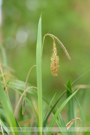 Hangende zegge; Pendulous sedge; Carex pendula