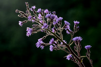 Alpensla; Alpine Blue-sow-thistle; Cicerbita alpina