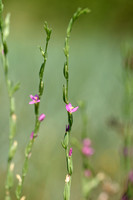 Schenkia spicata