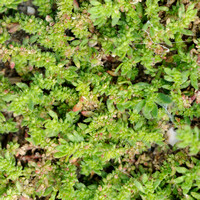 Behaard breukkruid - Hairy rupturewort - Herniaria hirsut