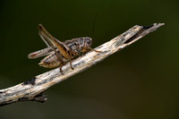 Dobbelsteensprinkhaan - Common slender Bush-cricket - Tessallana tessellata