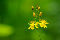 Fraai Hertshooi; Slender St John's-wort; Hypericum pulchrum;