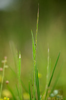 Gaudinia - French Oat grass - Gaudinia fragilis