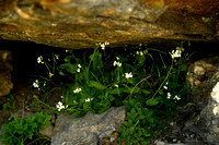 Alpine Rock-cress; Arabis alpina