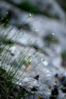 Bufonia perennis