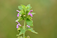 Stinkende ballote; Black Horehound; Ballota nigra subsp. meridio