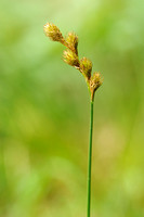 Hazenzegge; Oval Sedge; Carex ovalis;