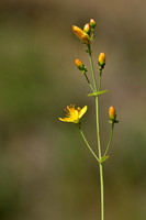 Fraai hertshooi; Slender St. John's-wort; Hypericum pulchrum