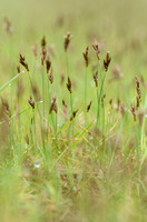 Vroege Zegge; Early Sedge; Carex praecox