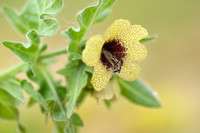 Bilzekruid; Black Henbane; Hyoscyamus niger