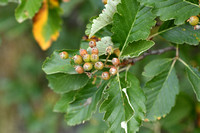 Alpenmeelbes - Vosges whitebeam - Sorbus mougeotii