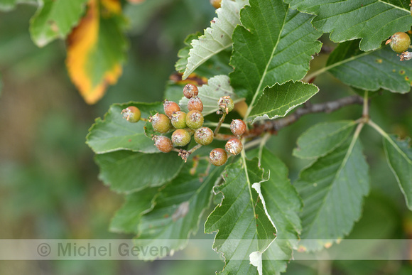 Alpenmeelbes; Vosges whitebeam; Sorbus mougeotii