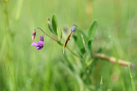 Moeraslathyrus; Marsh Pea; Lathyrus palustris