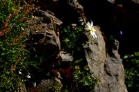 Bergmargriet; Leucanthemum adustum