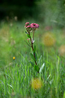 Maashemelsleutel - Orpine - Hylothephium telephium subsp. fabaria