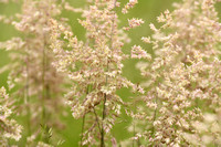 Gestreepte witbol; Yorkshire-fog; Holcus lanatus