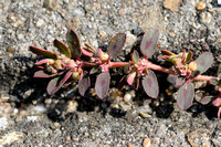 Straatwolfsmelk -  Spotted Spruge - Euphorbia maculata