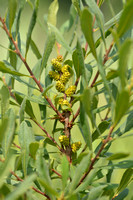 Wilde Gagel; Bog Myrtle; Myrica gale