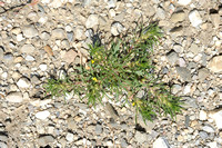 Akkerzenegroen; Ground Pine; Ajuga chamaepitys;