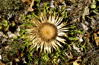 Zilverdistel; Carlina acanthifolia