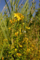 Frans hertshooi; Hypericum x desetangsii; Hypericum perforatum x