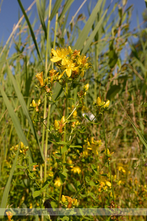 Frans hertshooi; Hypericum x desetangsii; Hypericum perforatum x