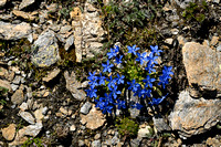 Gentiana schleicheri