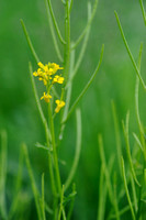 Vroeg Barbarakruid; Early Yellowrocket; Barbarea verba