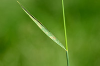 Veldkweek; Elymus campestris; subsp. campestris