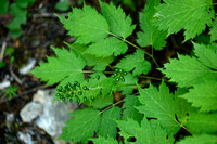 Christoffelkruid; Baneberry; Actaea spicata