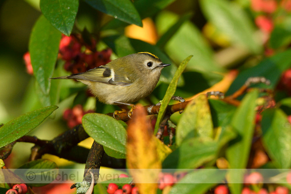 Goudhaan; Goldcrest; Regulus regulus