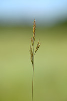 Festuca tomanii