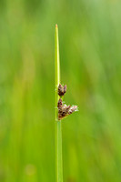 Driekantige bies; Triangular club-rush; Schoenoplectus triqueter