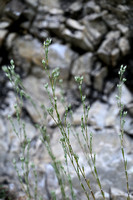 Minuartia rubra