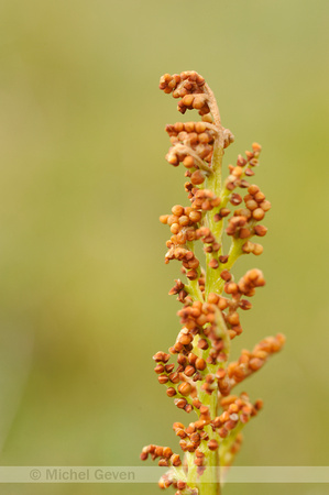 Gelobde Maanvaren; Common Moonwort; Botrychium lunaria