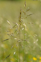 Zachte Haver; Downy Oat-grass; Helictotrichon pubescens